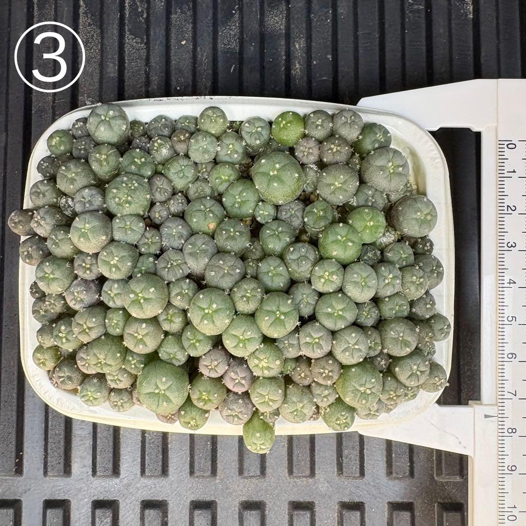 ★☆銀冠玉いろいろ③ 実生☆★