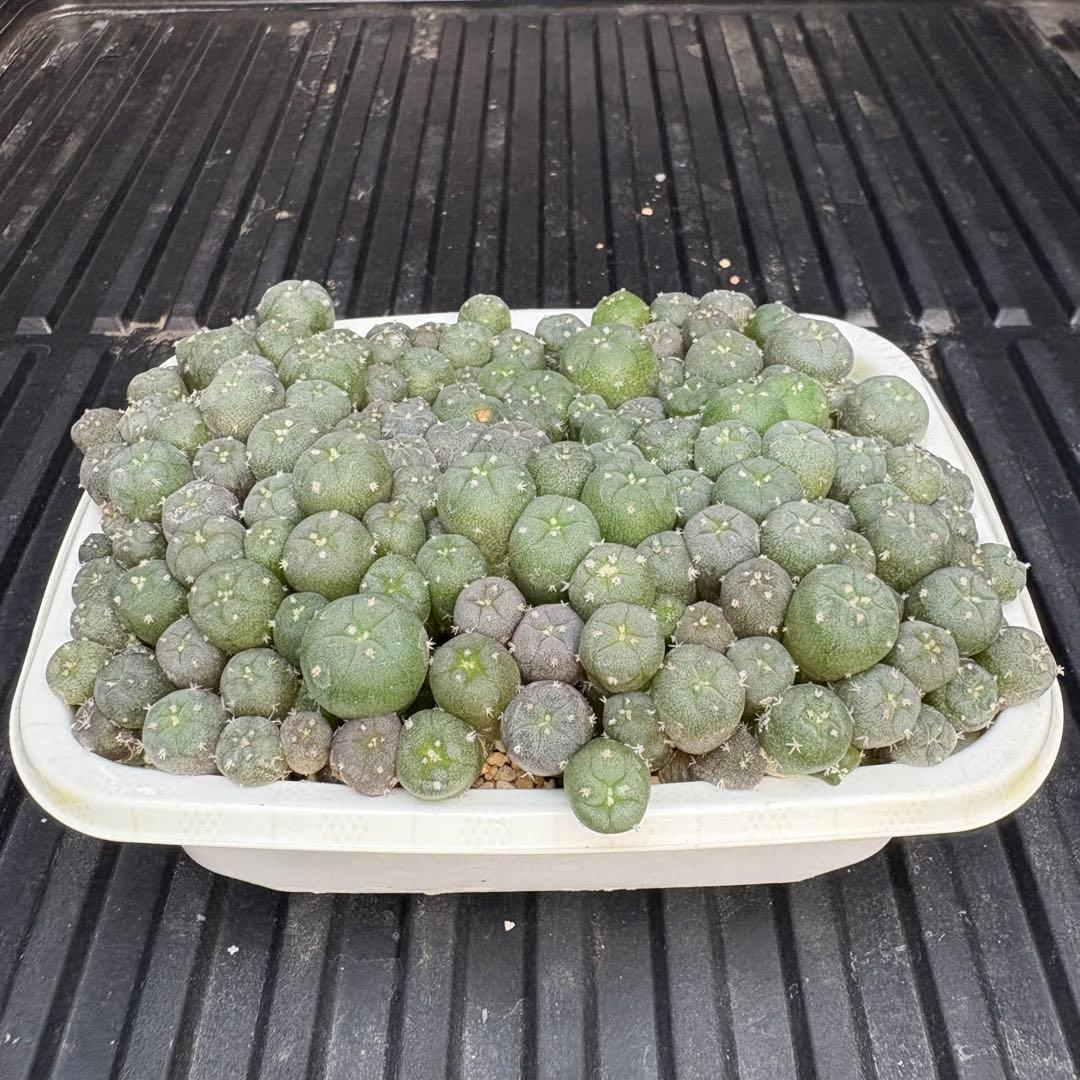 ★☆銀冠玉いろいろ③ 実生☆★