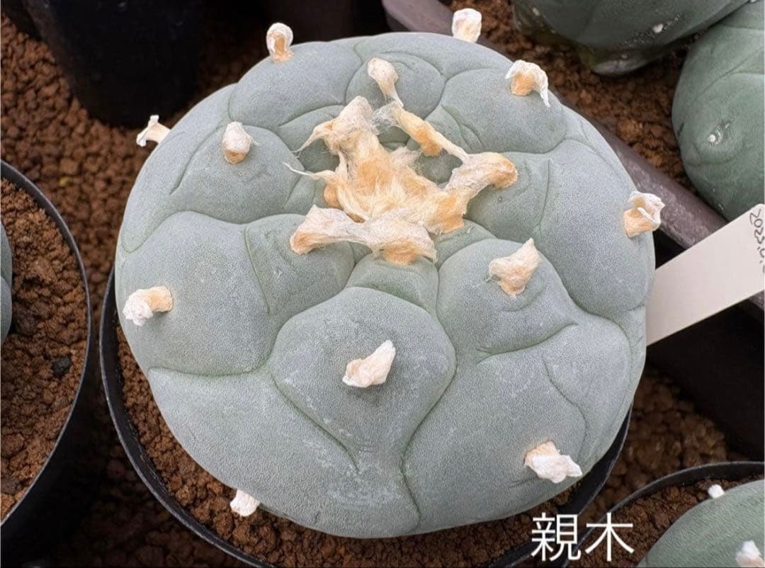 ★☆銀冠玉いろいろ③ 実生☆★