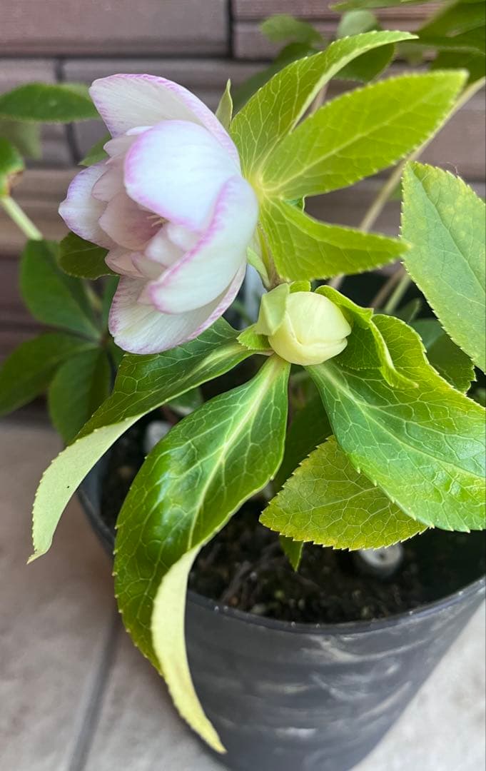 広瀬園芸 クリスマスローズ ホワイトピンクボカシdd