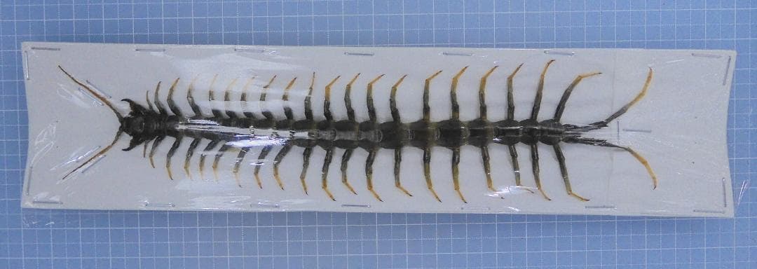 オモニリュック様 リクエスト 4点 まとめ商品