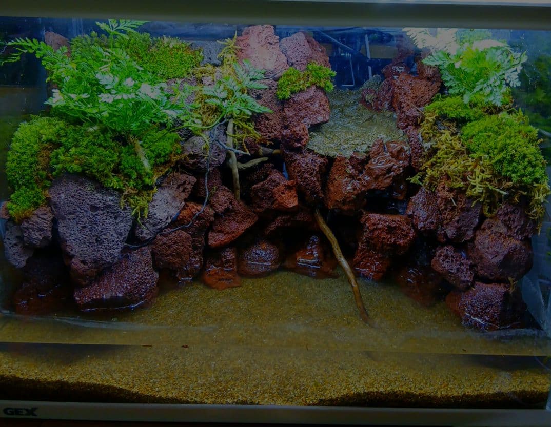 アクアテラリウム水槽 完成品 中型 赤溶岩石レイアウト