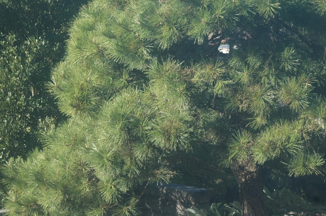 ★良品★ニコン NIKON AF NIKKOR 80-200mm F2.8 ED