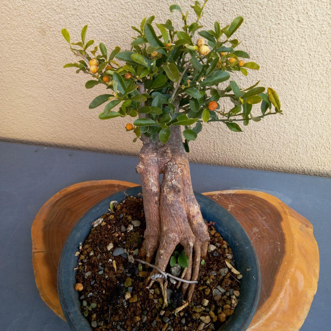 ゆり小品盆栽キンズ