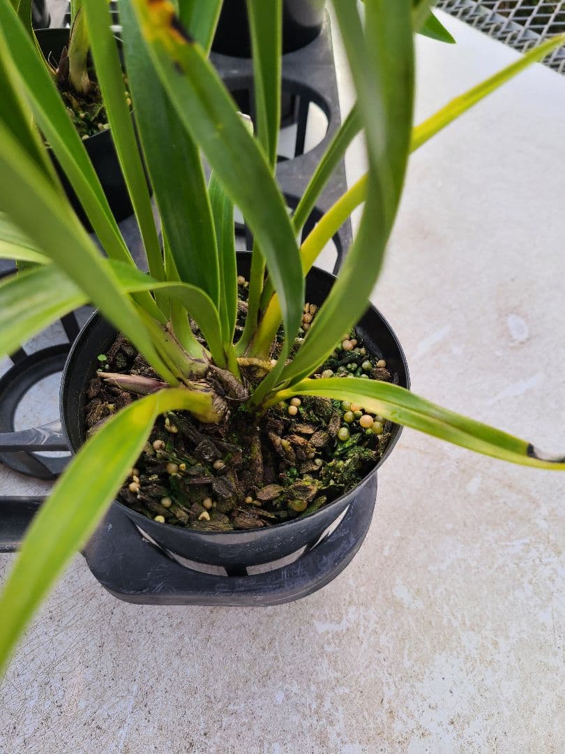 ミスマフェット。花芽2個5鉢セット。蜜蜂誘引蘭。日本蜜蜂