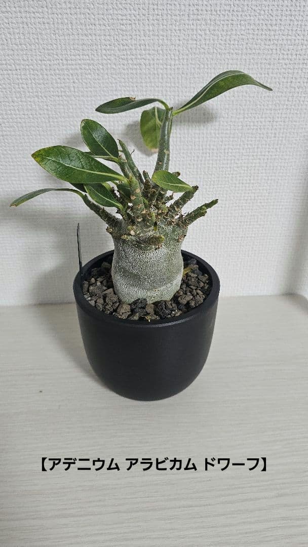 【ワカメ大好き】3点セット