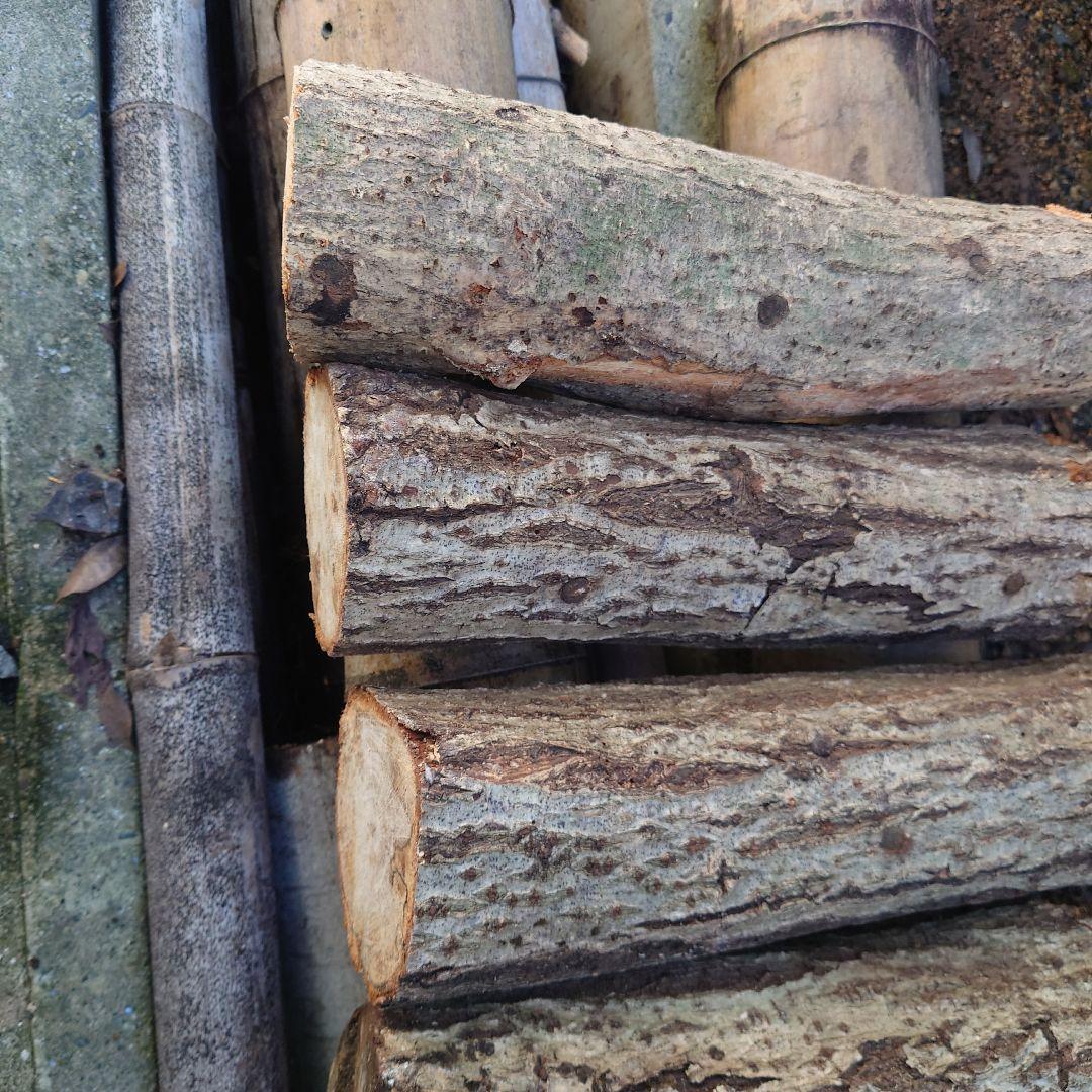 原木栽培　原木椎茸栽培キッド　No.10 大5本