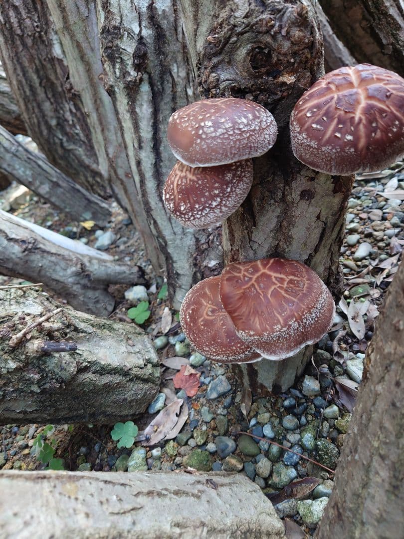 原木栽培　原木椎茸栽培キッド　No.10 大5本