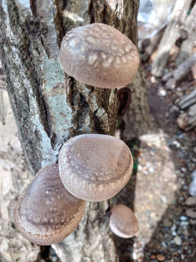 原木栽培　原木椎茸栽培キッド　No.10 大5本