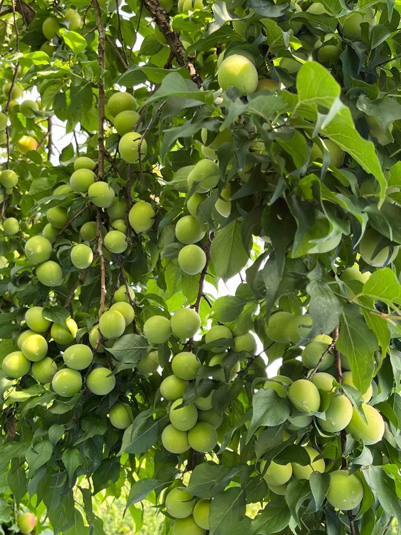 種抜き白干し梅干　果肉100％ 無添加　無選別　10kg入り