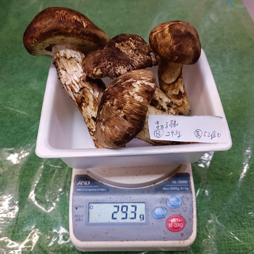 【松茸】まぁる　B品241ｇ　良品52ｇ