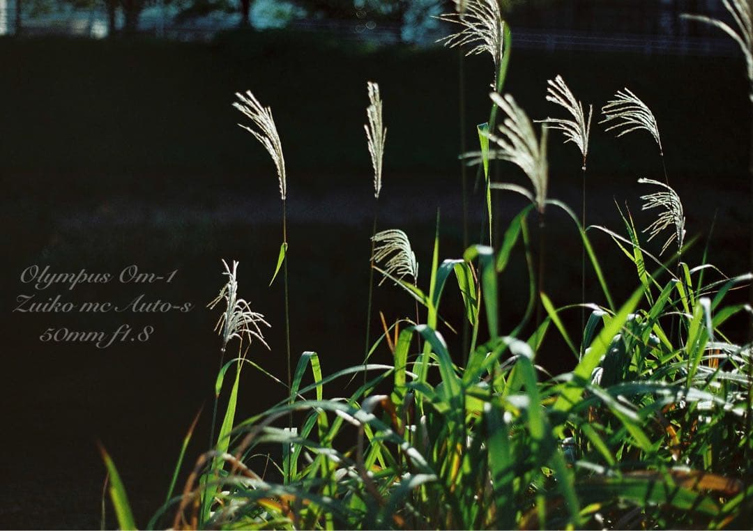 ★超美品！完動品★OLYMPUS OM-1（ブラック）作例多数★初期保証付き！