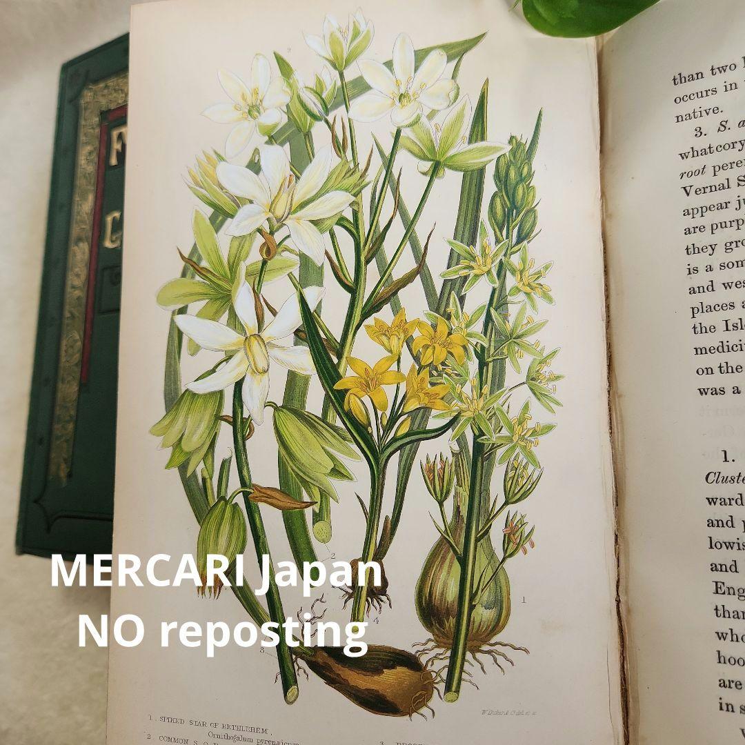 植物図鑑　洋書　ボタニカルアート　アンティーク　リトグラフ　イギリス　古書　18