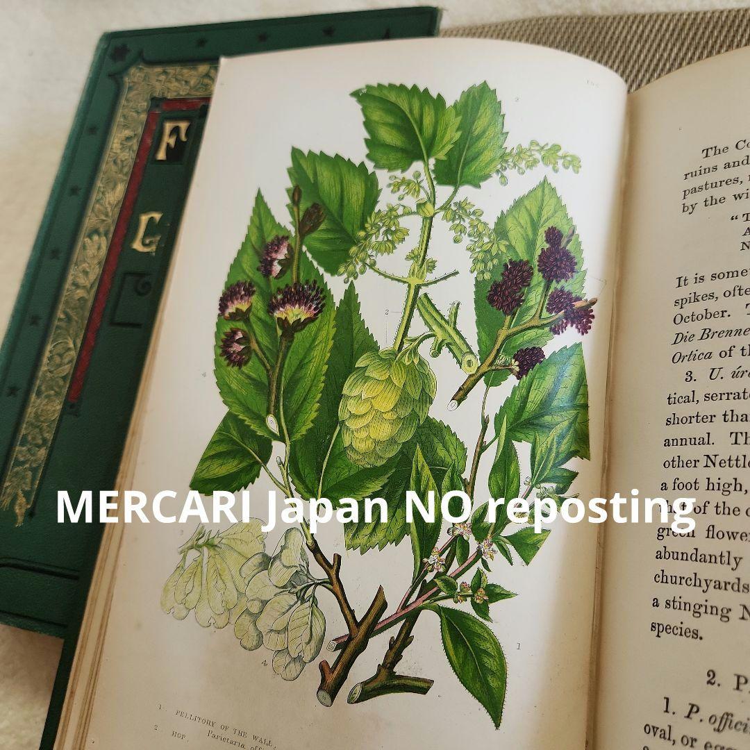 植物図鑑　洋書　ボタニカルアート　アンティーク　リトグラフ　イギリス　古書　18