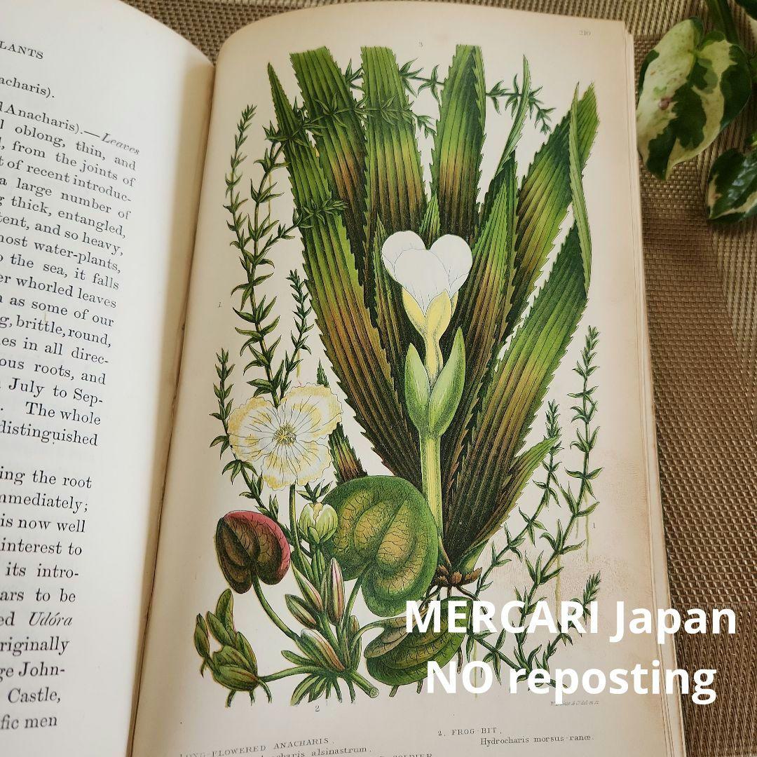 植物図鑑　洋書　ボタニカルアート　アンティーク　リトグラフ　イギリス　古書　18