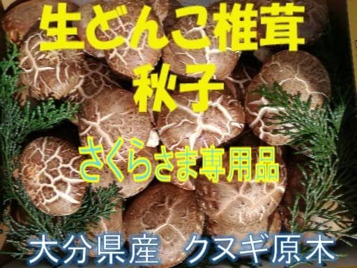 さくらさまご予約専用 大分県特産 生どんこ椎茸「秋子」