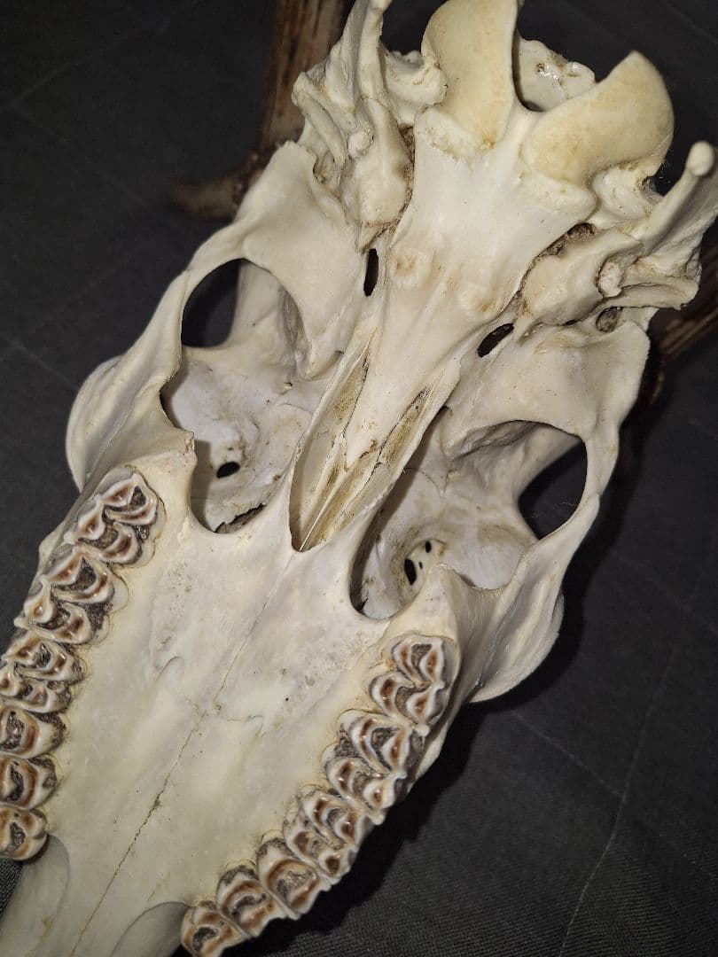 鹿の頭蓋骨ニホンシカ2本角壁掛け装飾