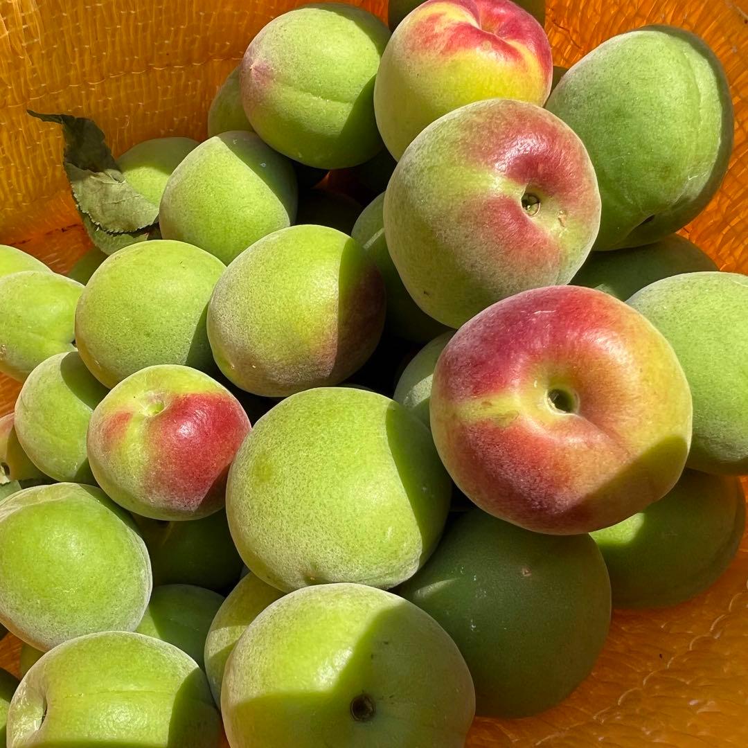 和歌山県みなべ町 南高梅 24時間以内収穫分2Lサイズ7キロ