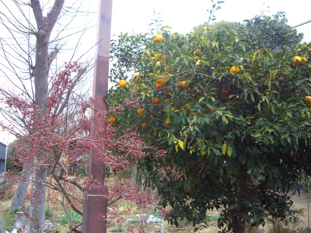 追加あり⭕️美品【動作確認済】CASIO EXILIM ZOOM EX-Z1000