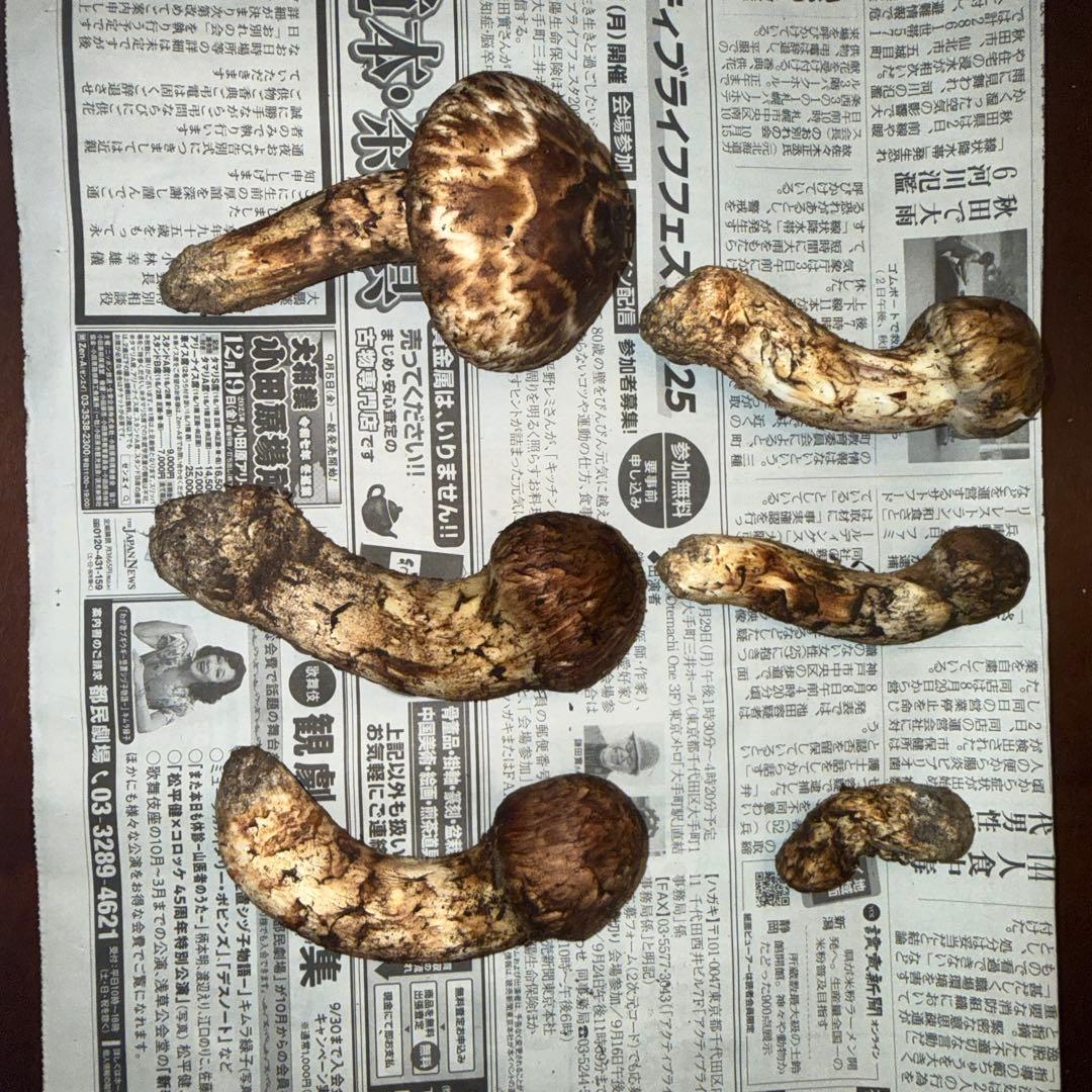 新鮮 松茸 213.9g 5個セット