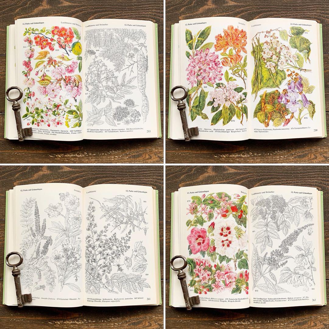 [沢山の植物画]ドイツの古い植物図鑑(1971年)/ボタニカルアート 植物画 /