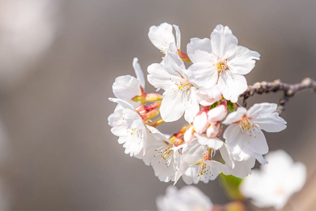 AF-S 300mmf4E PF/TC14 Ⅲ レンズ&テレコンセット