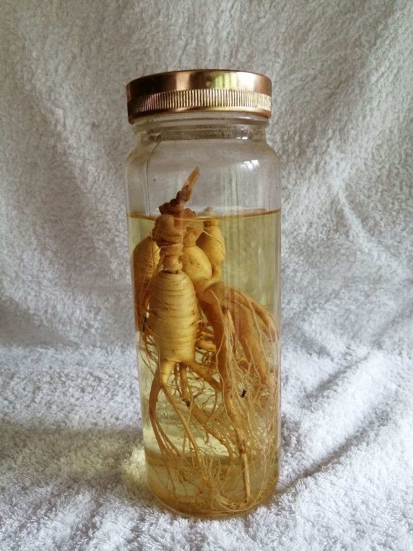 朝鮮人参 山人参