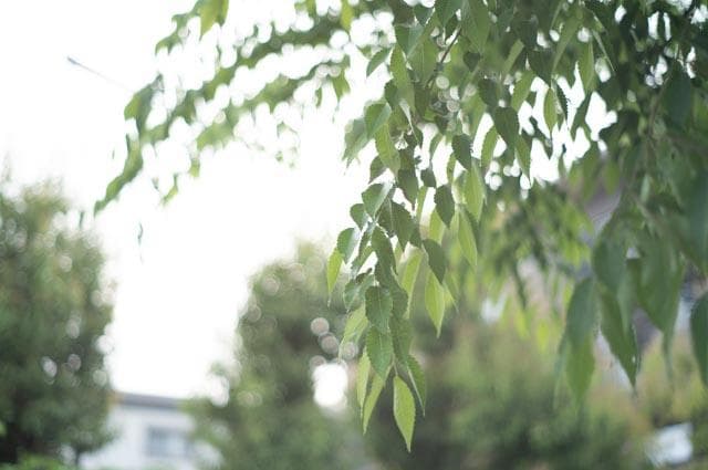 【オールドレンズ】Super Takumar 55mm f1.8 後期