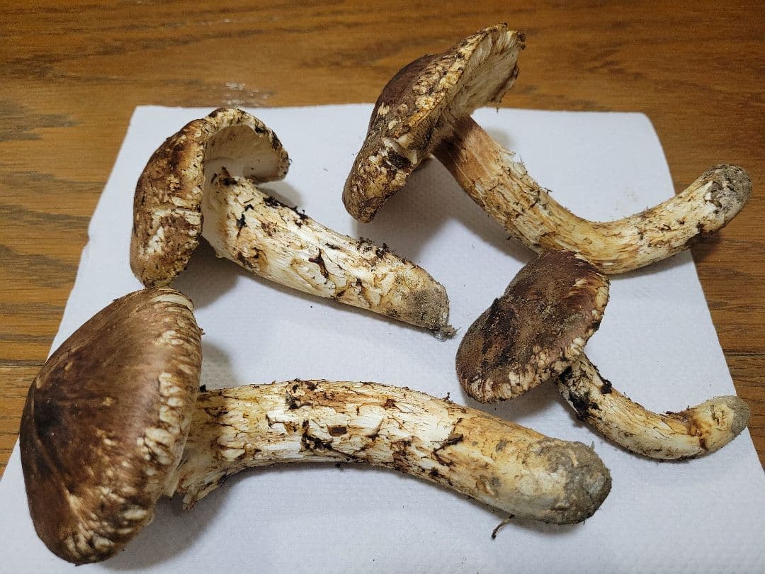 国産　岩手県産　松茸　220g