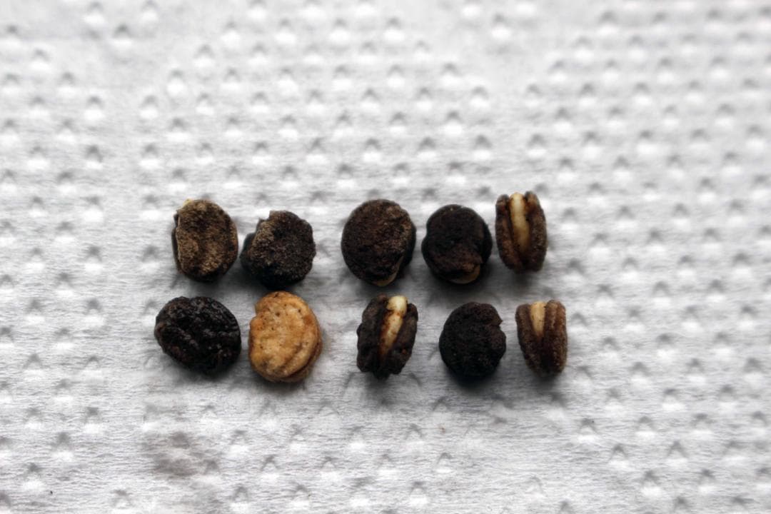 【専用】オタネニンジン 種子【白種】1500粒+【殻割発芽処理済】150粒