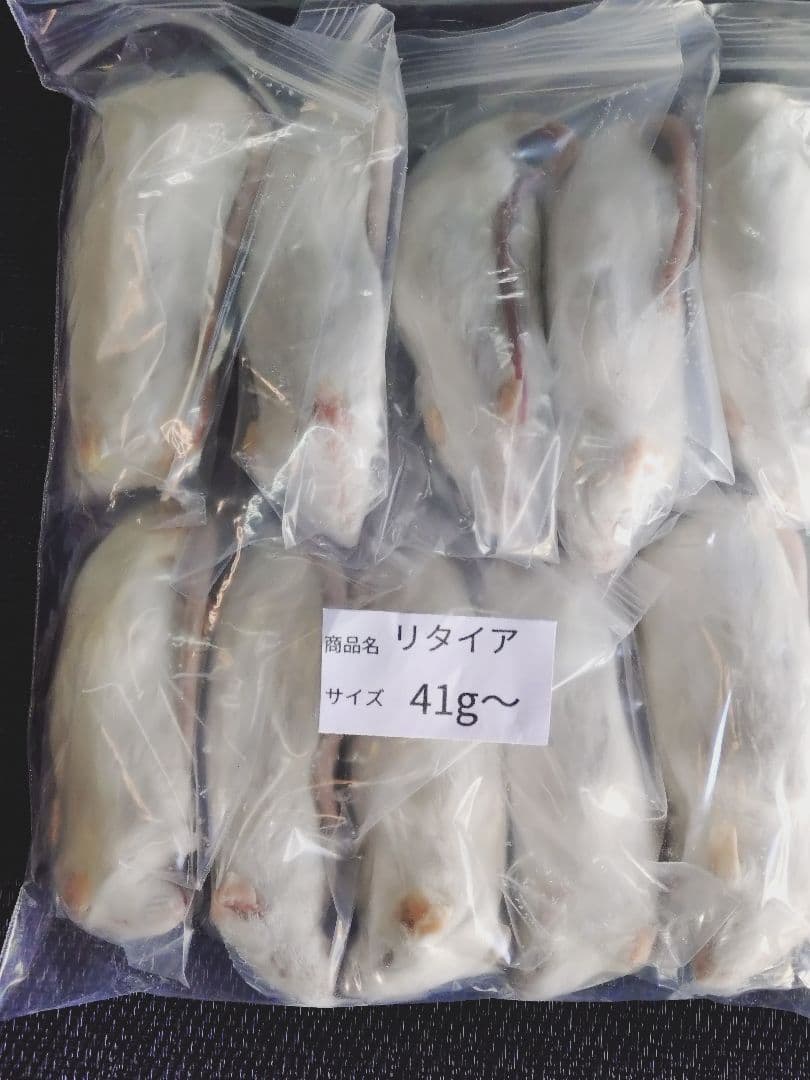 おはようございます送料無料　冷凍マウスリタイア50匹