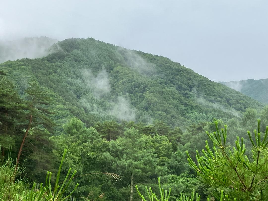 国産蜂蜜 信州産 1000g 3本セット 百花 アカシア 栗蜜