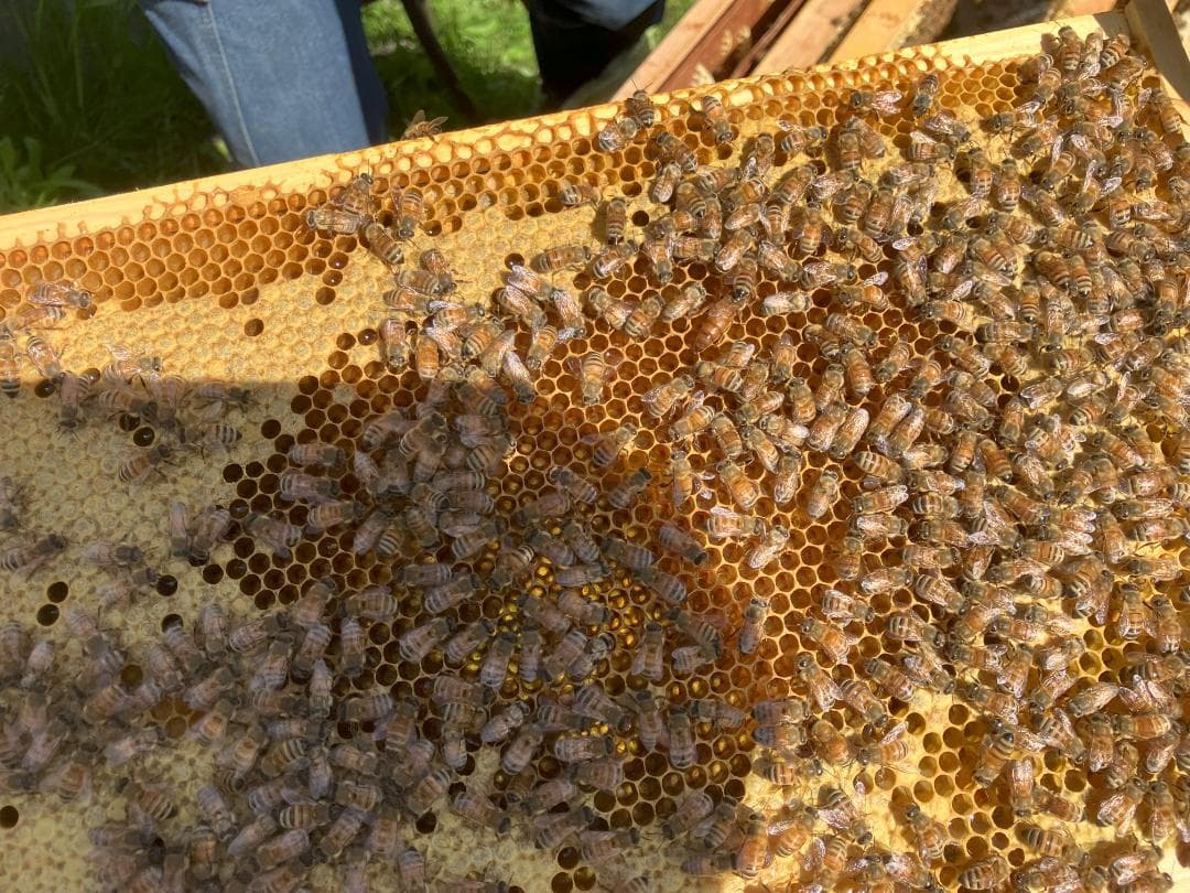 国産蜂蜜 信州産 1000g 3本セット 百花 アカシア 栗蜜