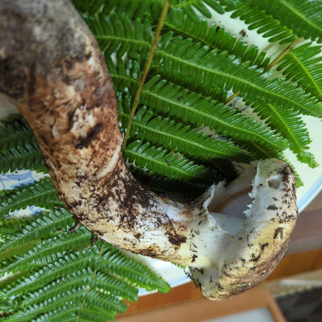 訳あり（国産）香川県塩江町産　天然松茸11/15②　166グラム