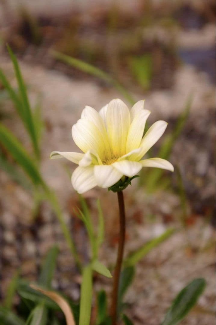 Fujifilm FUJI X100 23mm f/2レンズ