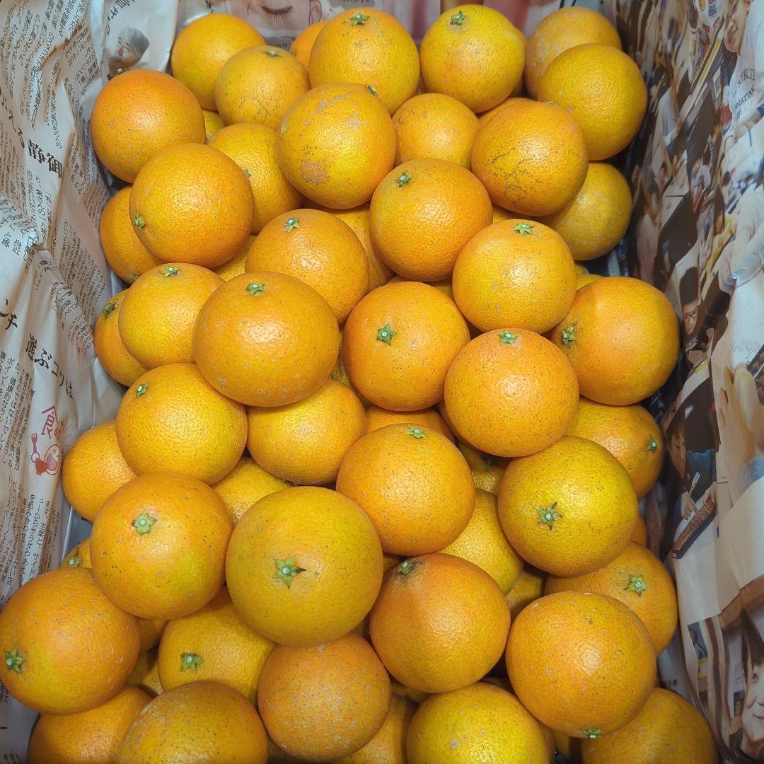 82愛果 まどんな 家庭用小玉 10kg