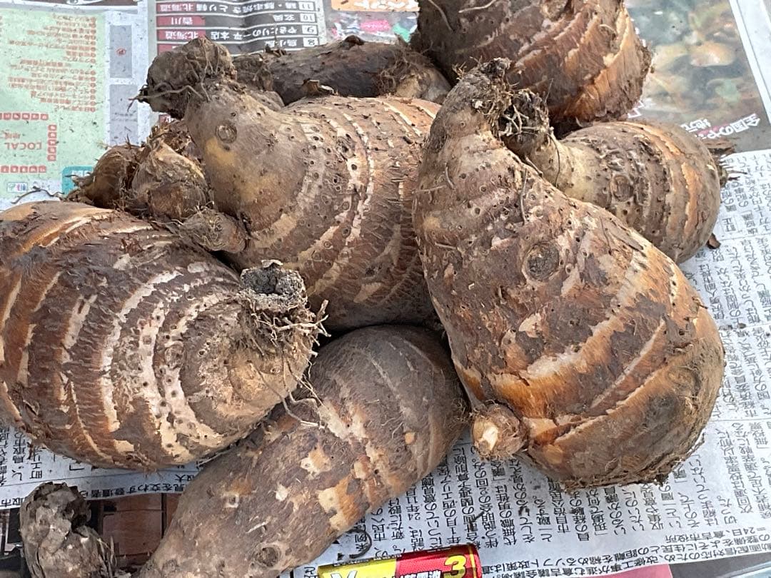 Msakadu Nakamura分　海老芋　12,5kg ②