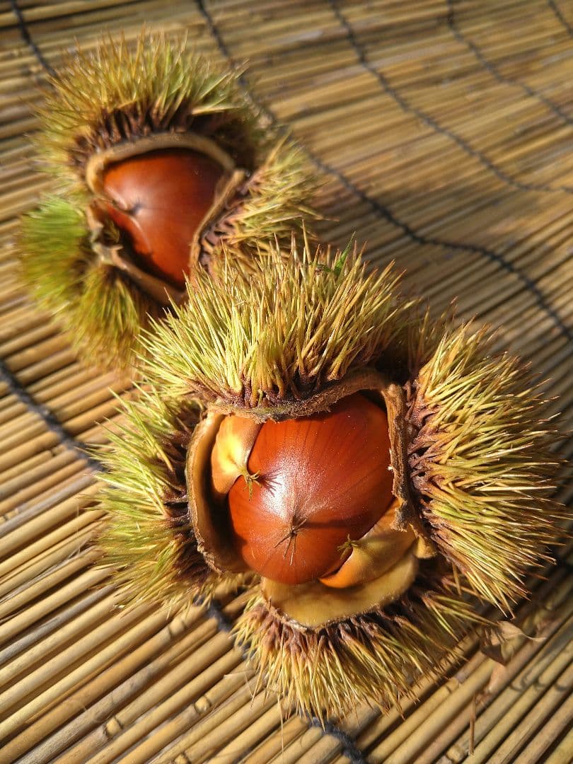 ⭕あっちゃん ❗　格安❗京都府丹波産 無農薬 丹波栗❗ミックス5kg詰め❗