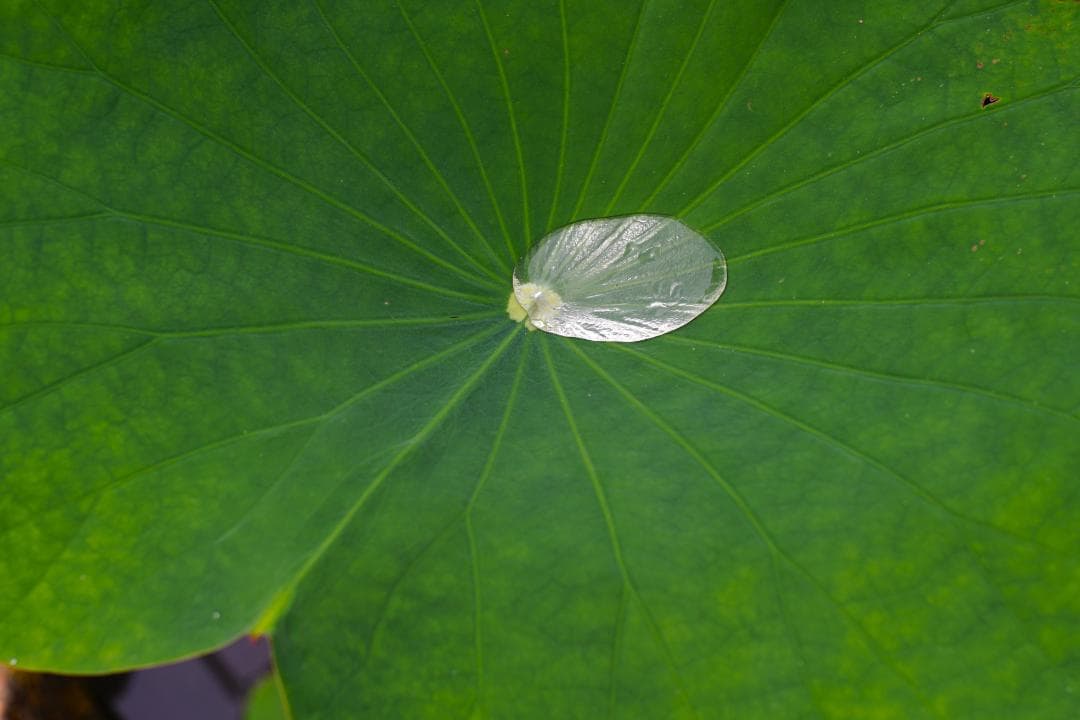 [良品/作例] Canon New FD 300mm f4 キヤノン 望遠