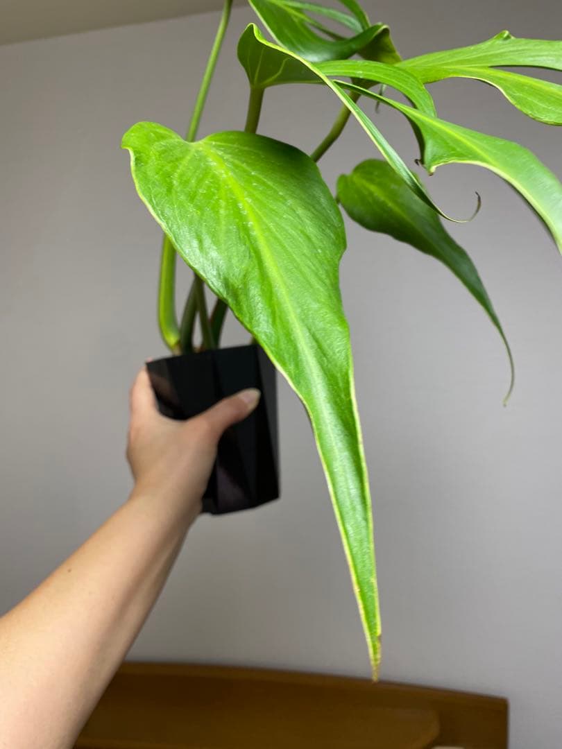 A*I様 【棚整理セール‼️】モンステラ　バールマルクス　希少　レア　人気‼️