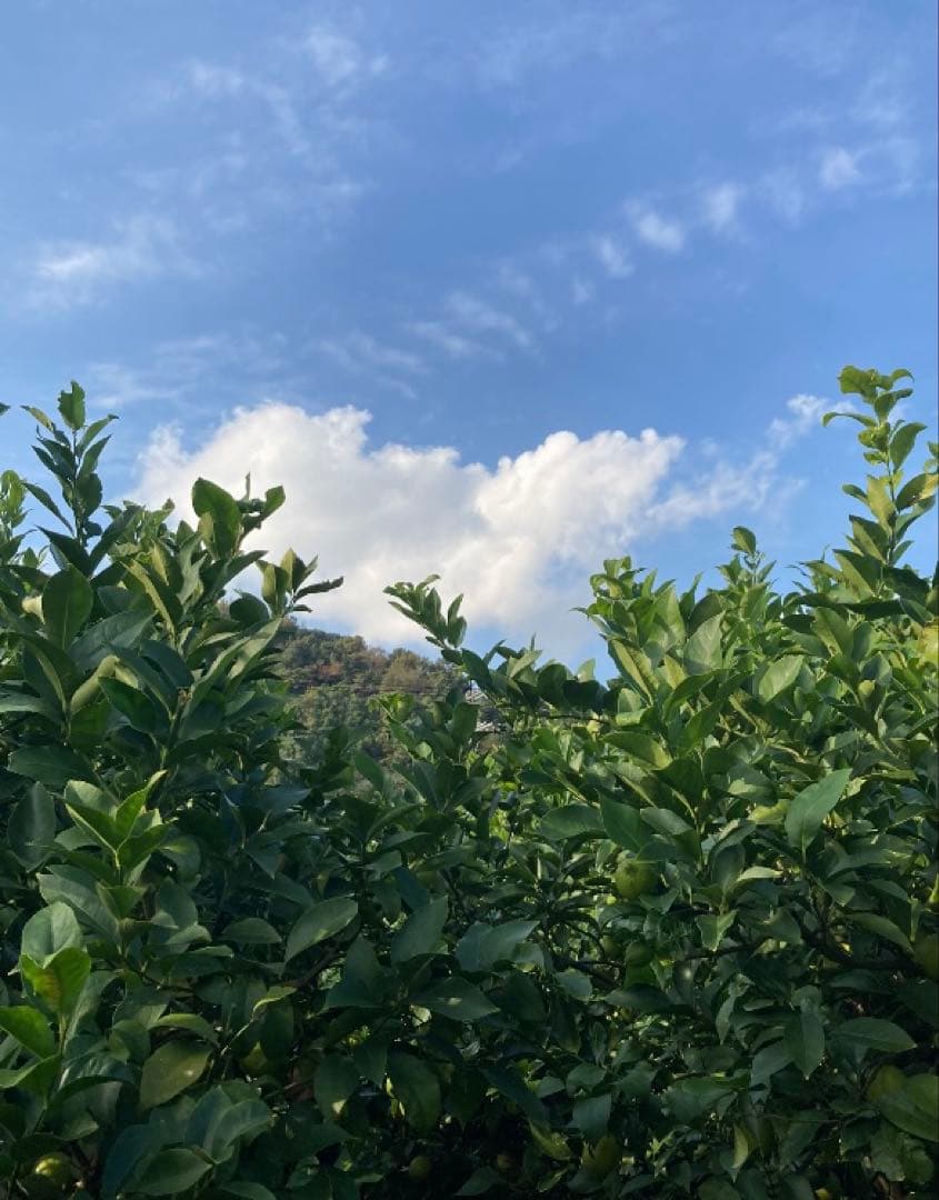 瀬戸内広島レモン♪15kg 農家直送