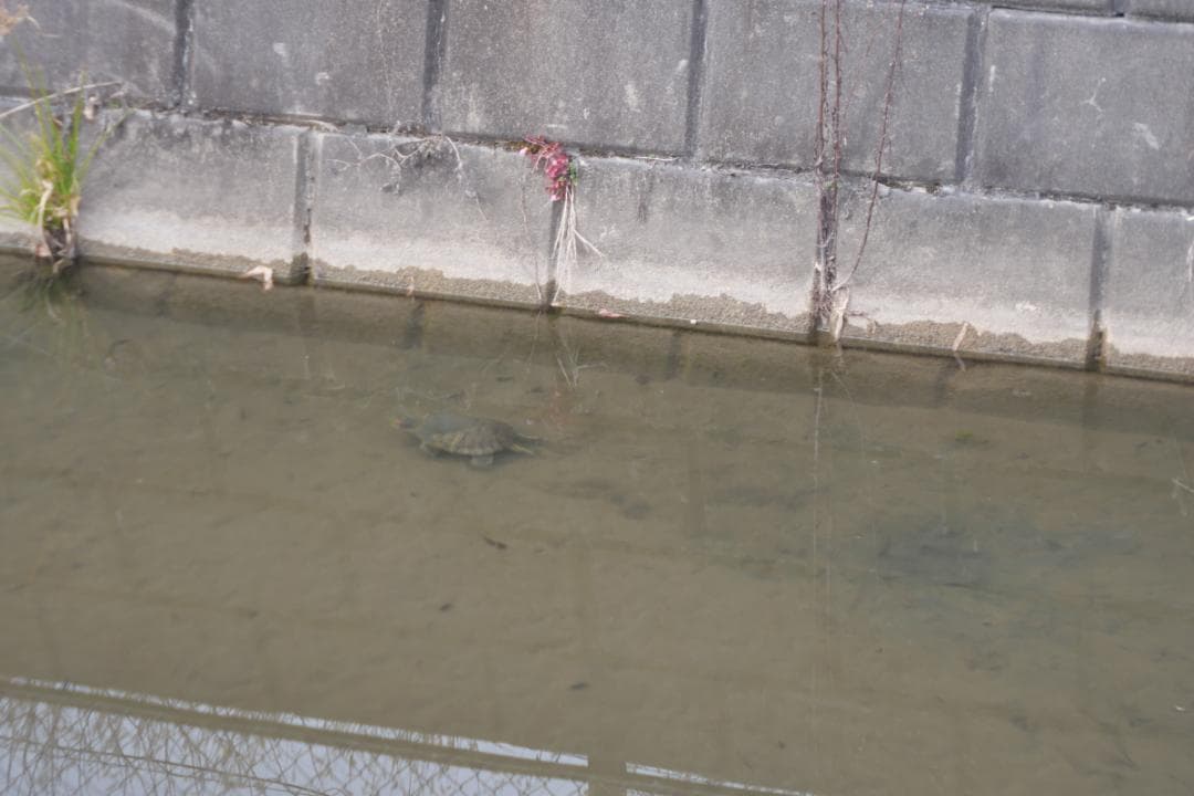 Leica Leitz Elmar 5cm 3.5　マイクロフォーサーズアダプタ