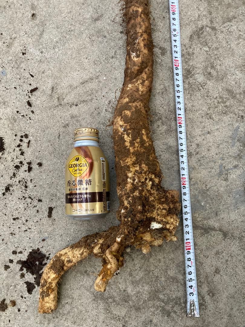 鹿児島県産　天然自然薯　特大