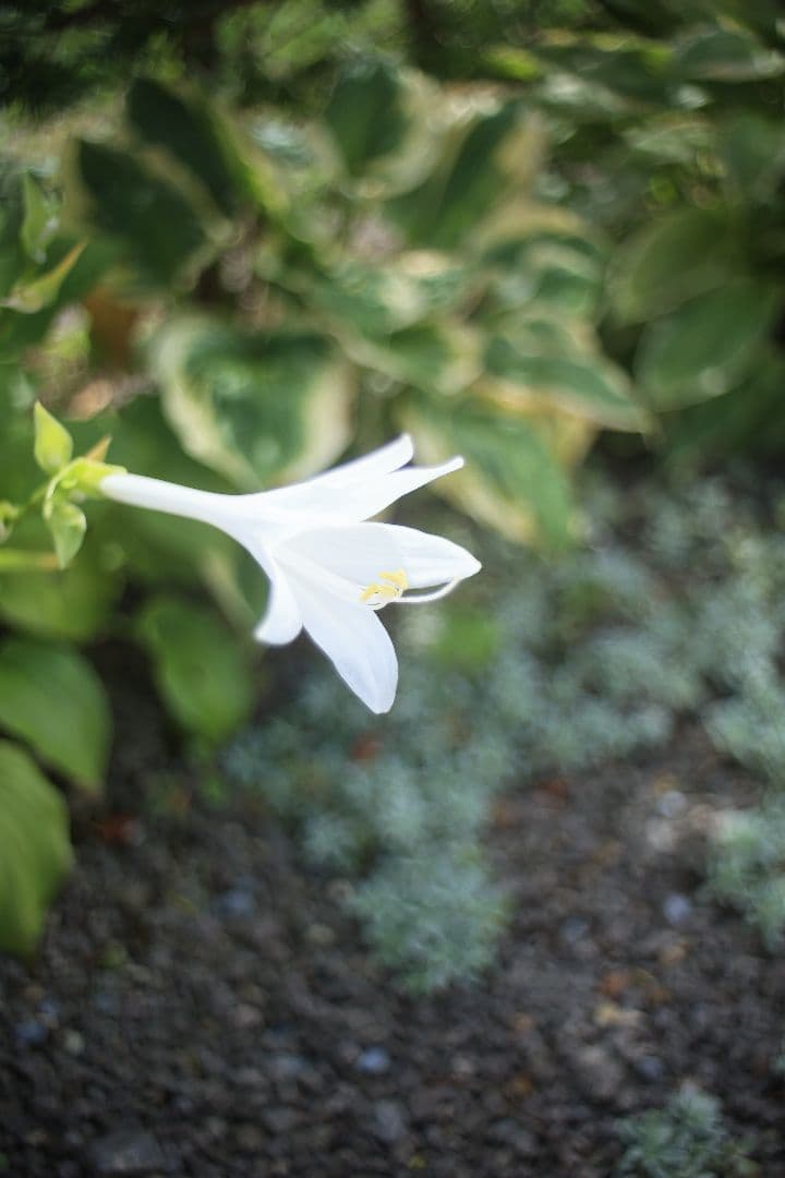 《銘珍玉》KOMURANON 28mm F2.5【良品】