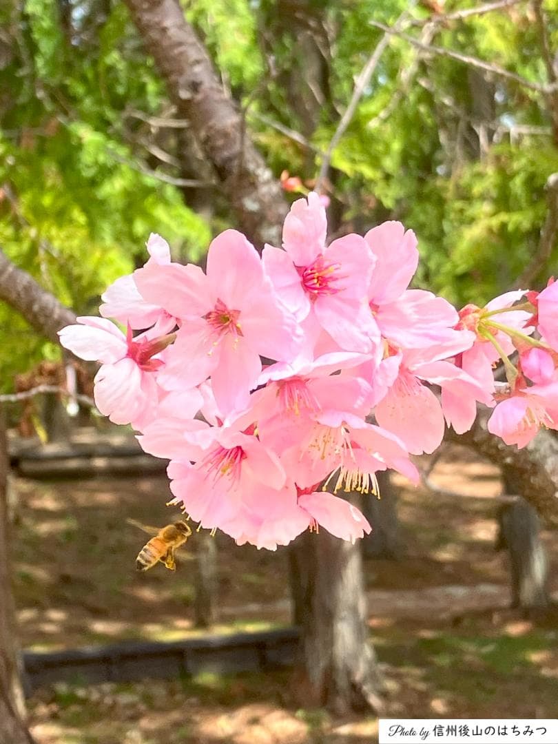 【再】アカシア 百花 1000g 各１本 長野県産 国産蜂蜜 生蜂蜜 西洋蜜蜂z