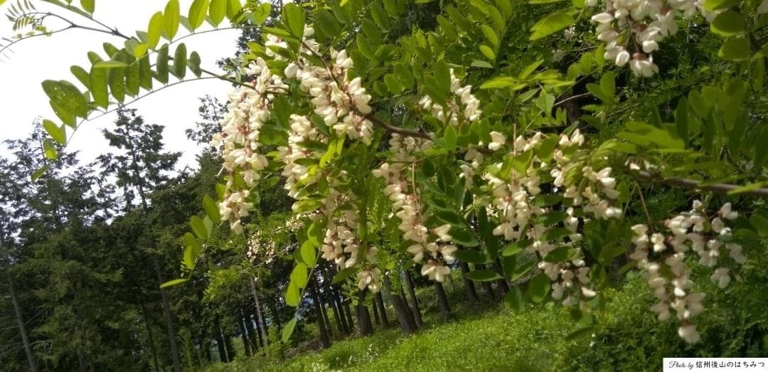 【再】アカシア 百花 1000g 各１本 長野県産 国産蜂蜜 生蜂蜜 西洋蜜蜂z