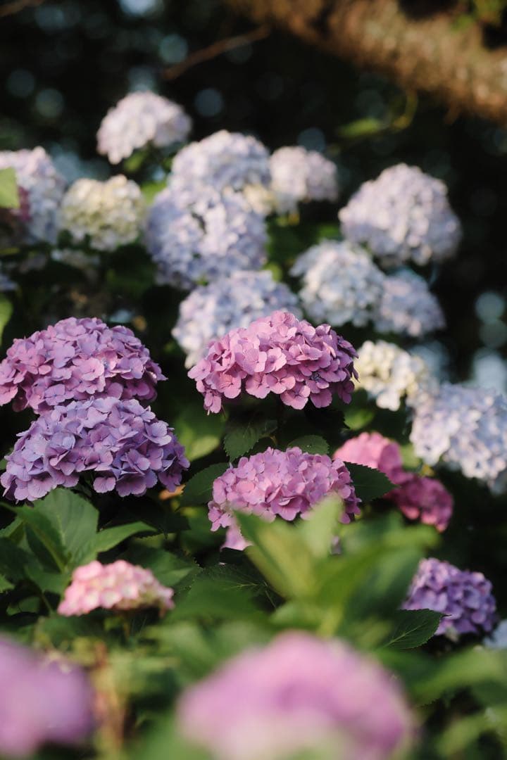 レンズ(単焦点) XF90mm F2 R LM WR