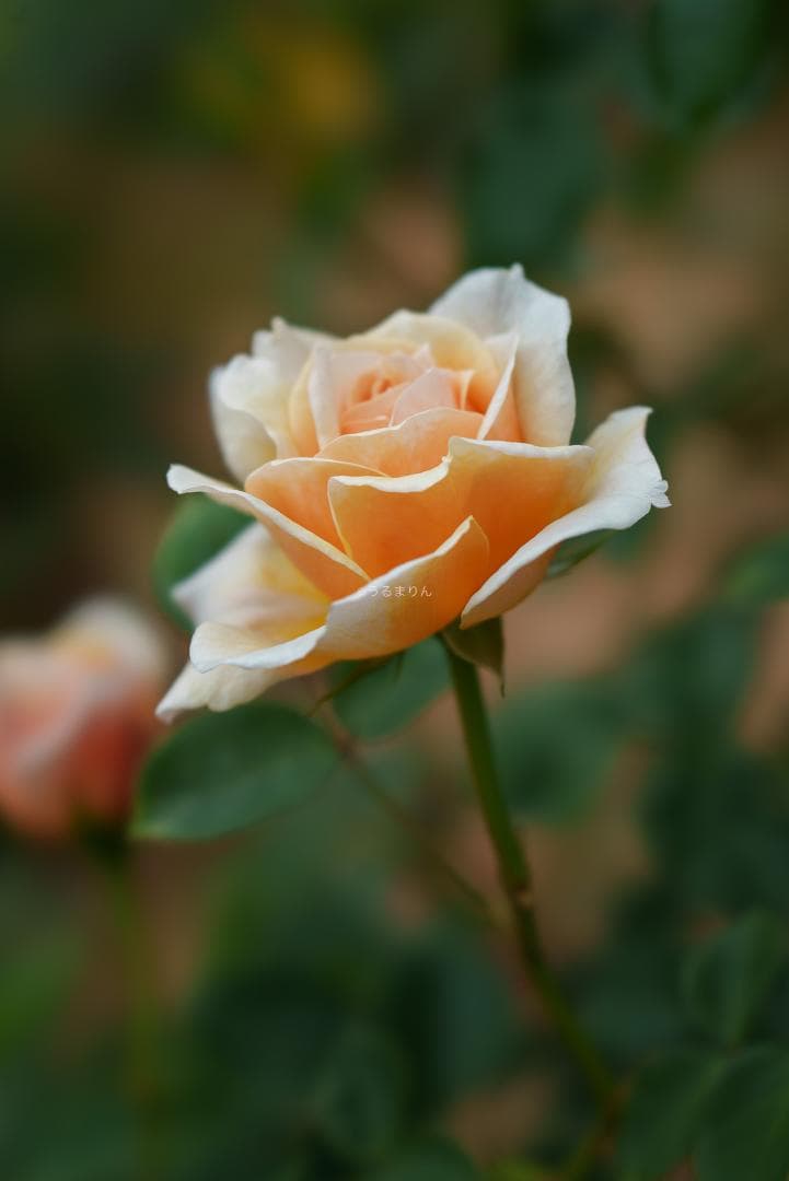 極上美品！魔法のボケ！SONY FE100mm GM STFボケ味特化レンズ