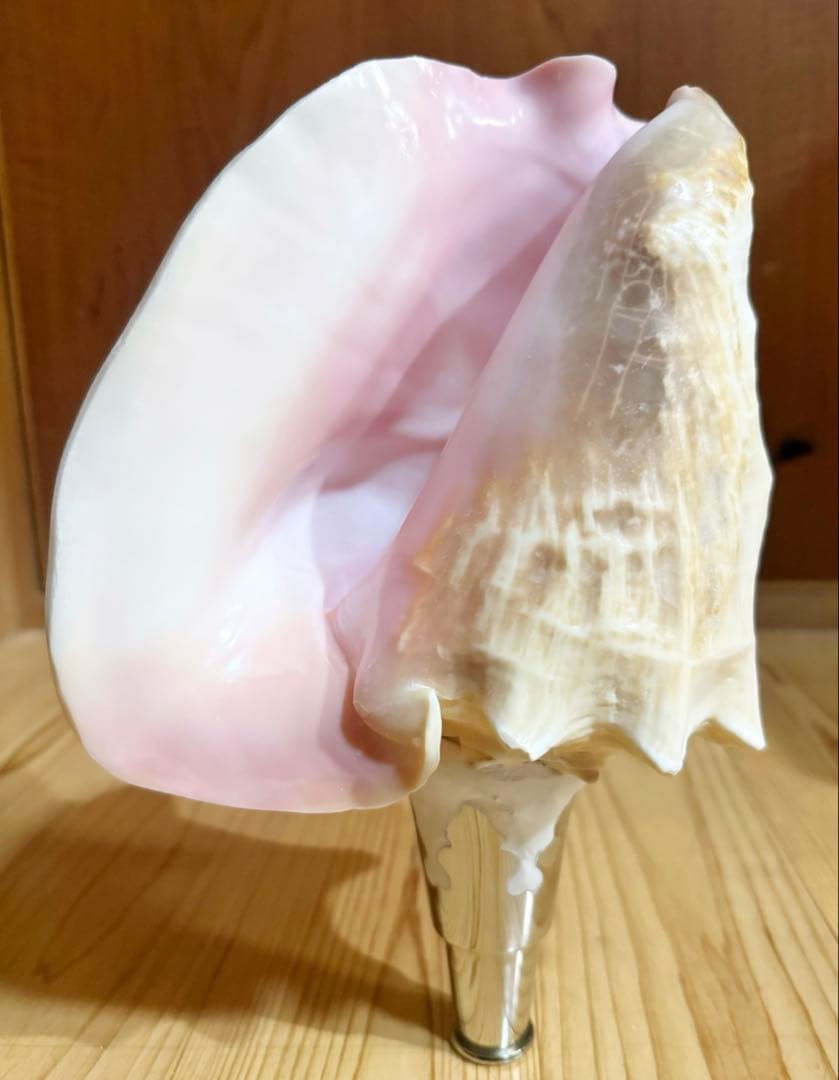 希少古代特大肉厚桃色法螺貝　（ピンク貝）法螺貝　ほら貝❣️コンク貝笛