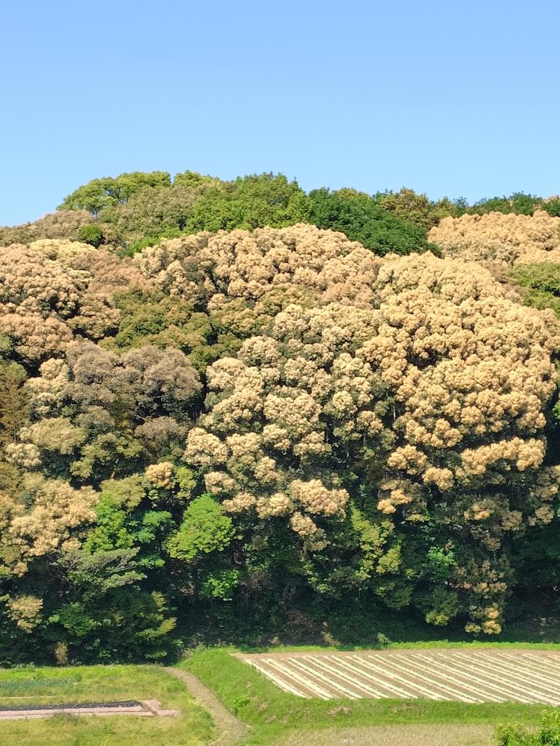 ♥️極み希少限定品『100％純粋春蜜の2瓶セット』《幻の天然完熟百花蜜》
